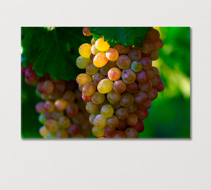 Morning Dew with Sunbeams on Bunches Grapes Canvas Print-Canvas Print-CetArt-1 Panel-24x16 inches-CetArt