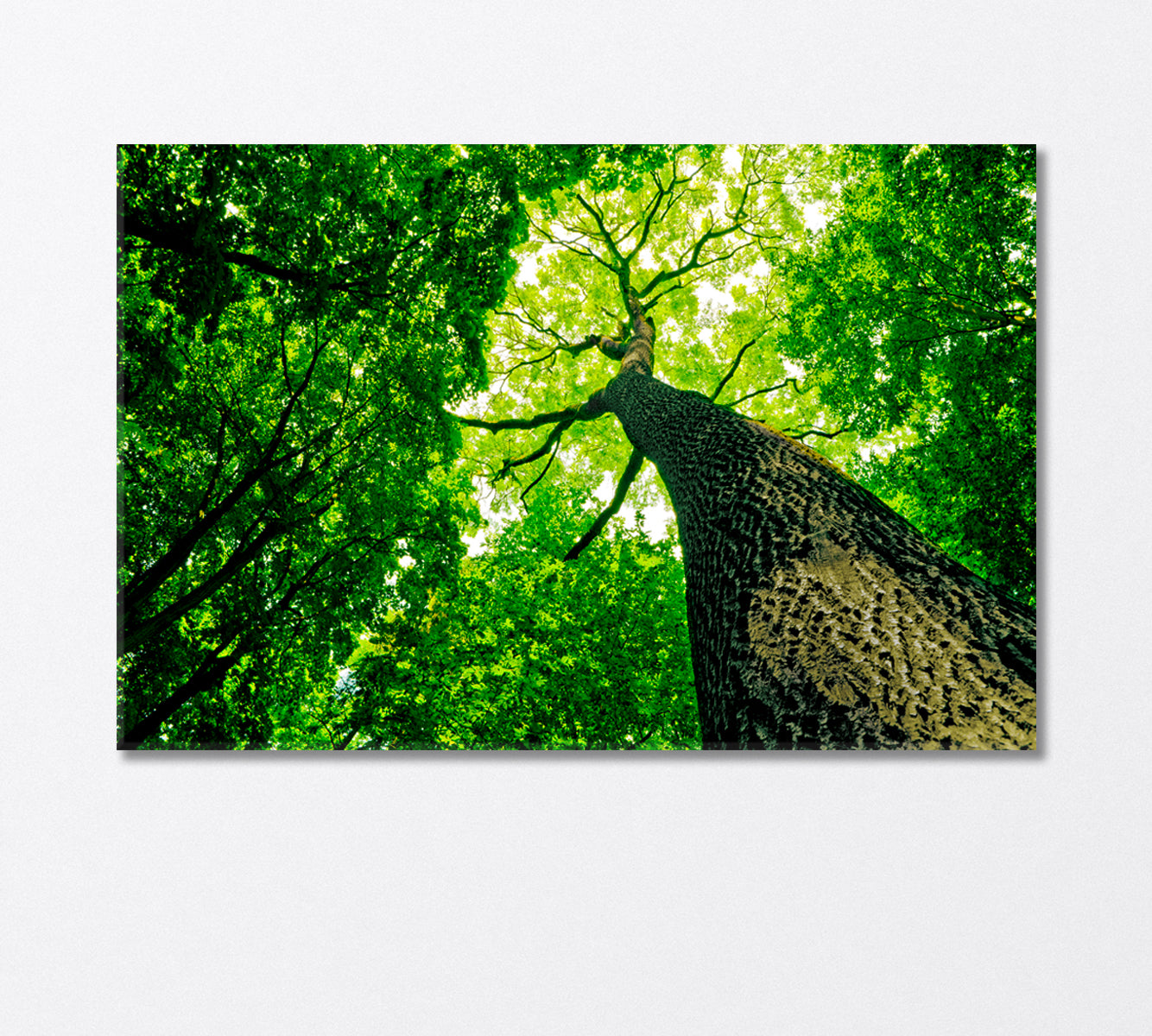 Forest Trees Canvas Print-Canvas Print-CetArt-1 Panel-24x16 inches-CetArt