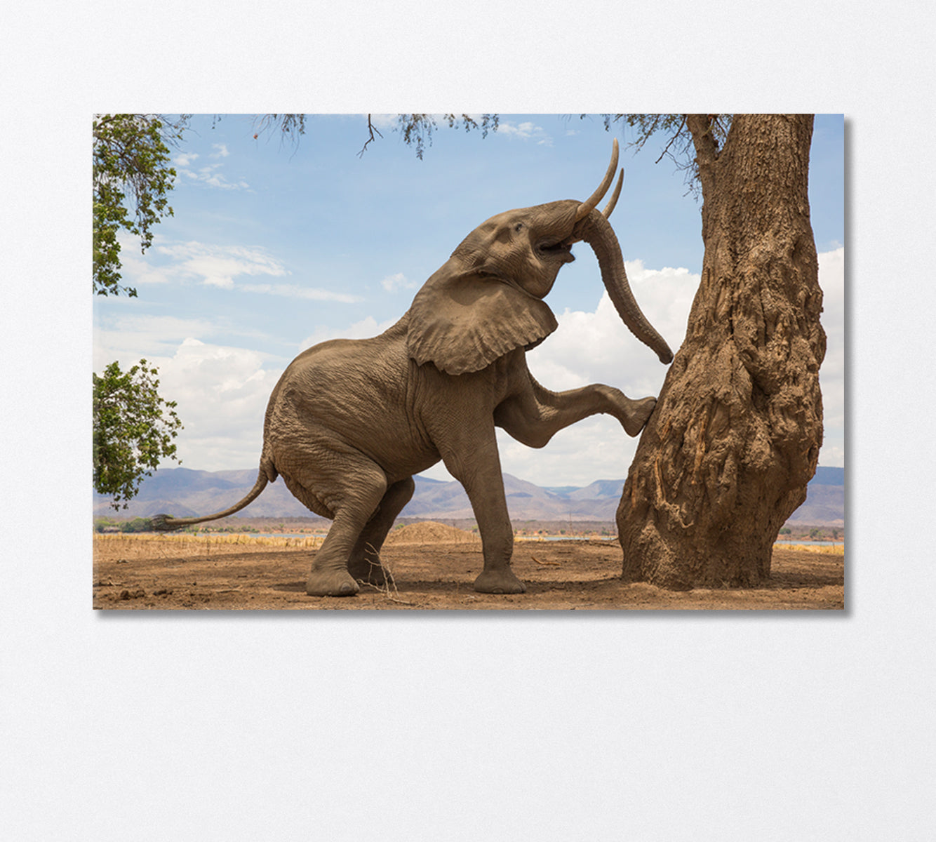 Powerful African Elephant Canvas Print-Canvas Print-CetArt-1 Panel-24x16 inches-CetArt