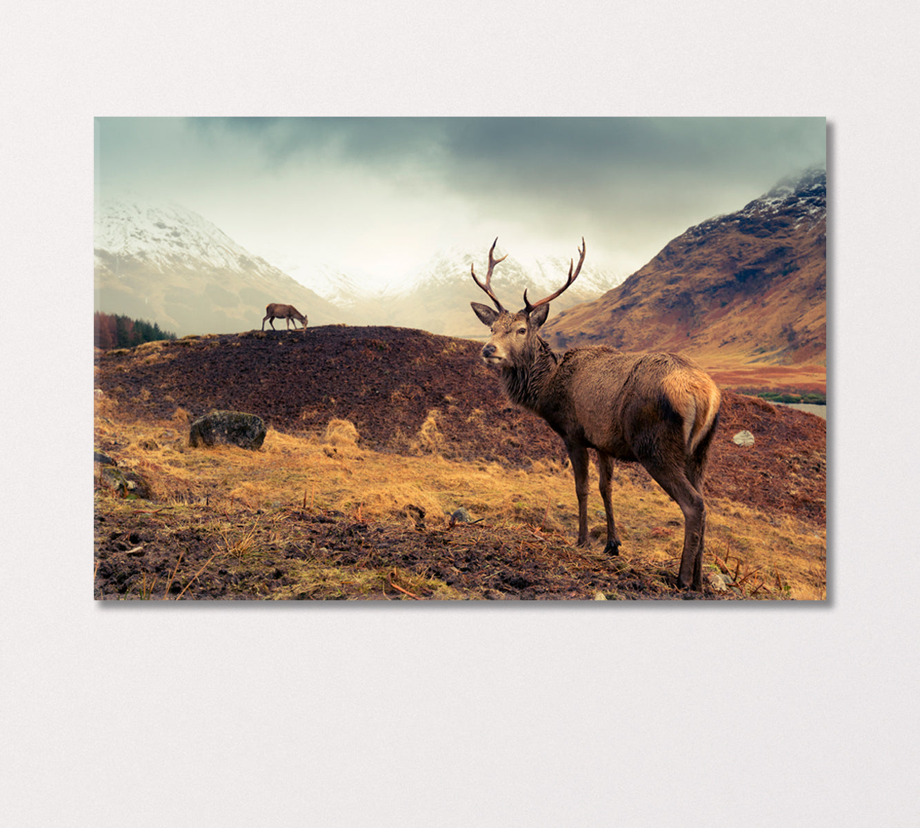 Scottish Mountain Landscape with Deer Canvas Print-Canvas Print-CetArt-1 Panel-24x16 inches-CetArt