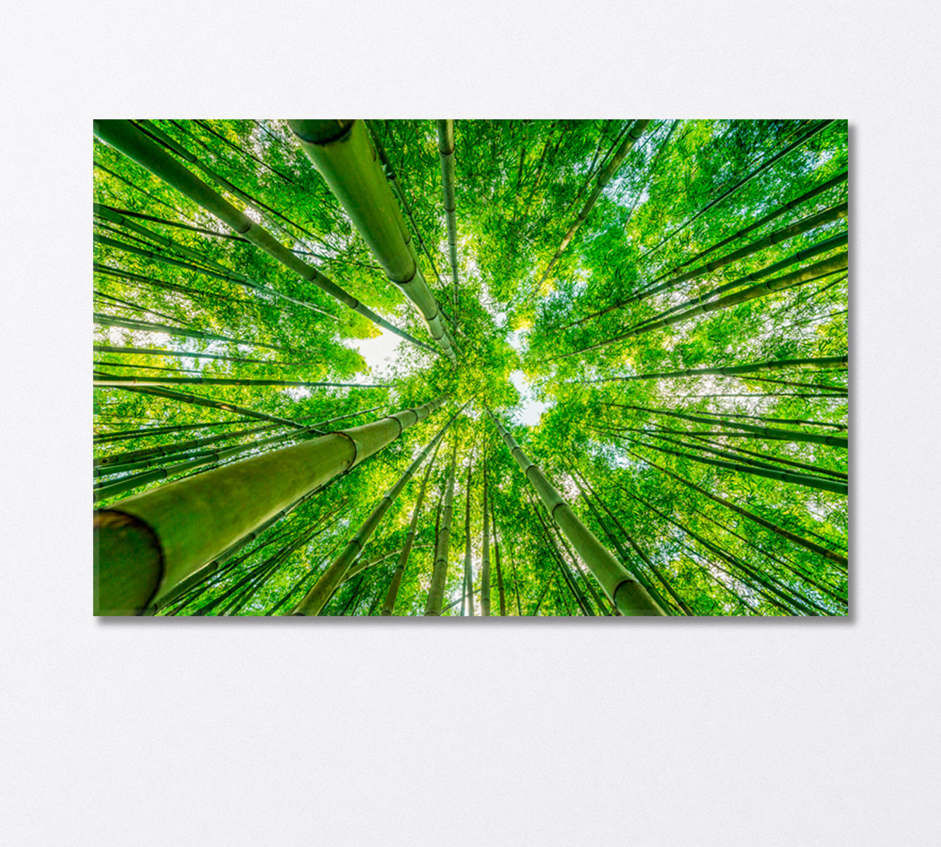 Green Bamboo Forest Bottom View Canvas Print-Canvas Print-CetArt-1 Panel-24x16 inches-CetArt