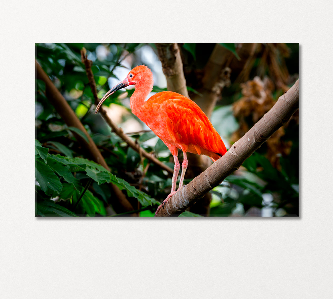 Scarlet Ibis on a Tropical Tree Branch Canvas Print-Canvas Print-CetArt-1 Panel-24x16 inches-CetArt