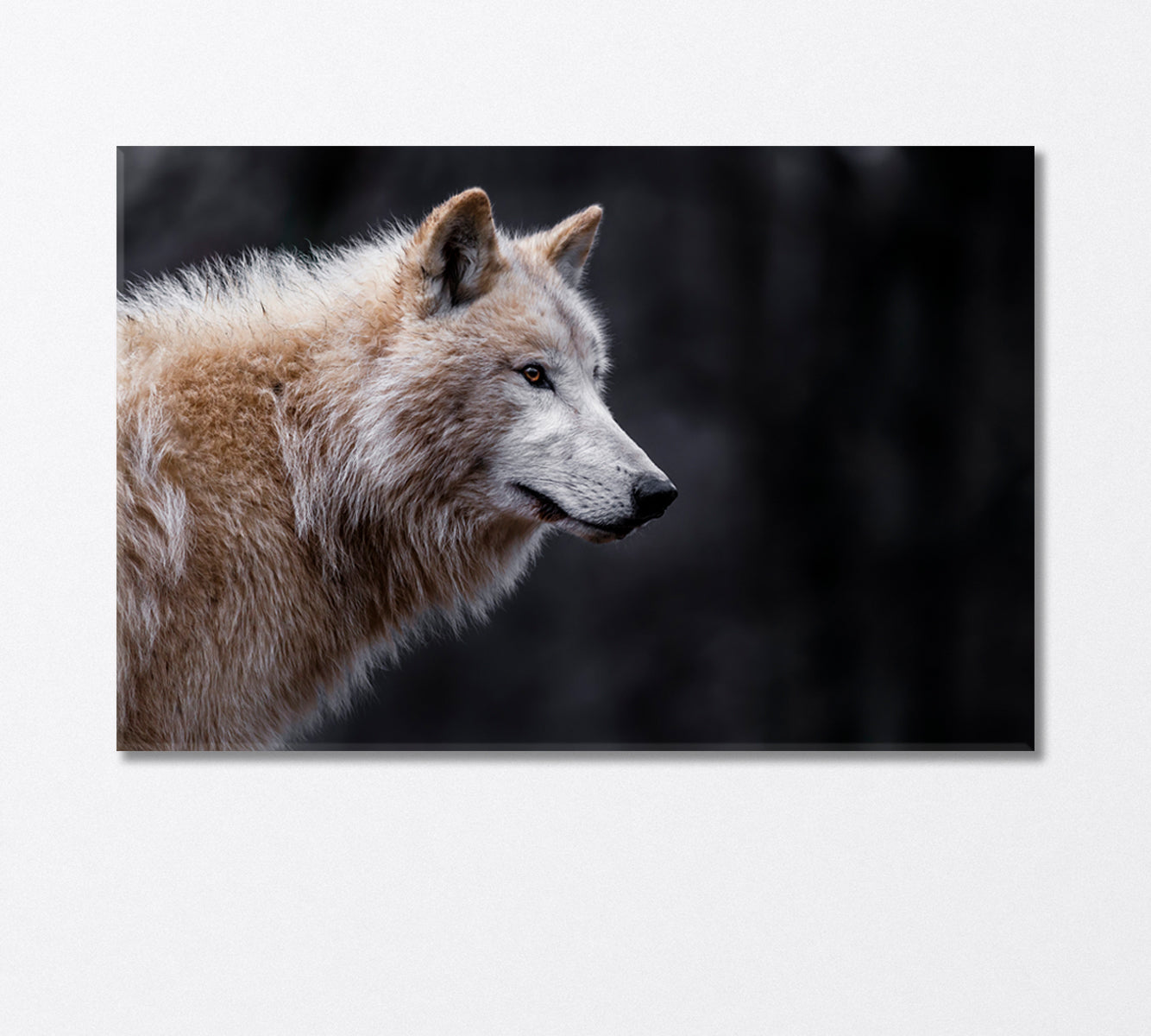 Arctic Wolf Canvas Print-Canvas Print-CetArt-1 Panel-24x16 inches-CetArt