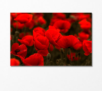 Field of Red Wild Poppies Canvas Print-Canvas Print-CetArt-1 Panel-24x16 inches-CetArt