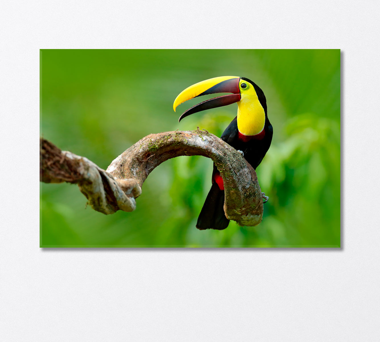 Toucan Bird Sitting on Branch Canvas Print-Canvas Print-CetArt-1 Panel-24x16 inches-CetArt