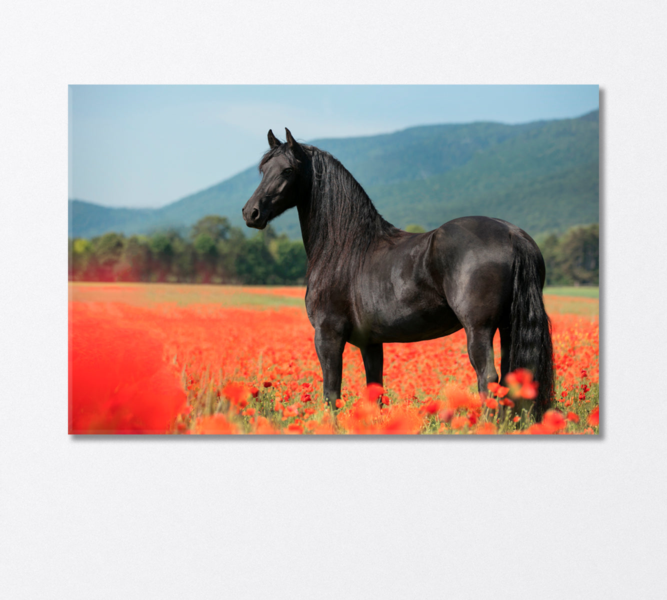 Black Arabian Horse in Poppy Field Canvas Print-Canvas Print-CetArt-1 Panel-24x16 inches-CetArt