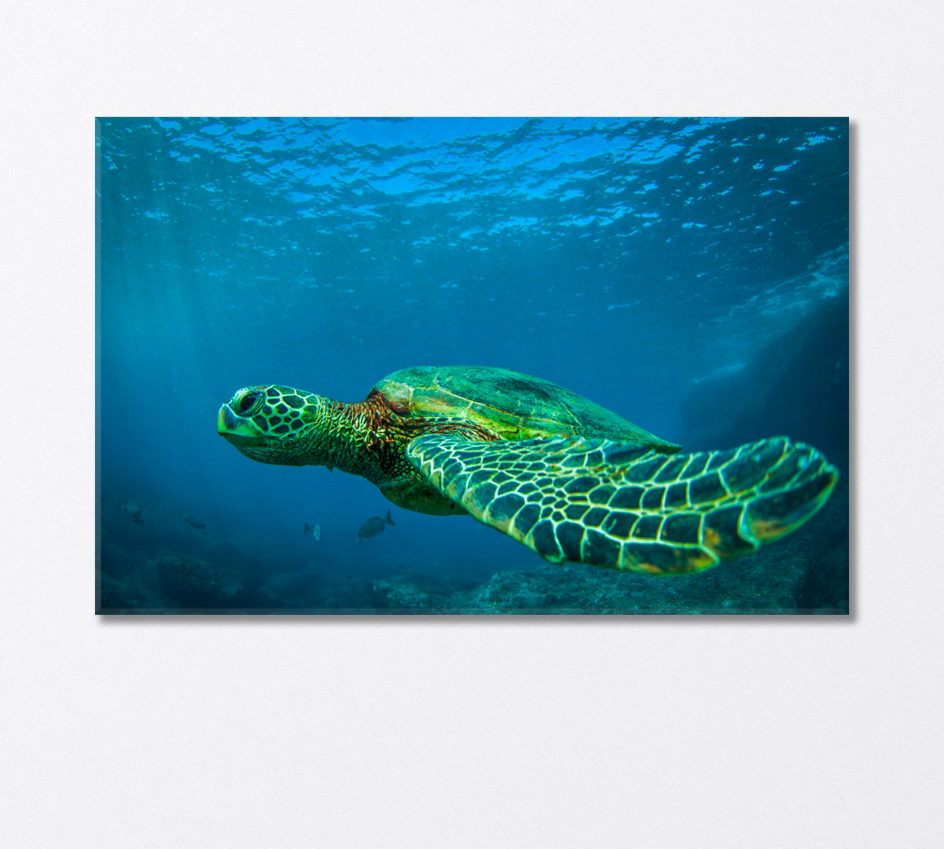 Green Sea Turtle Swimming Among Coral Reefs Canvas Print-Canvas Print-CetArt-1 Panel-24x16 inches-CetArt