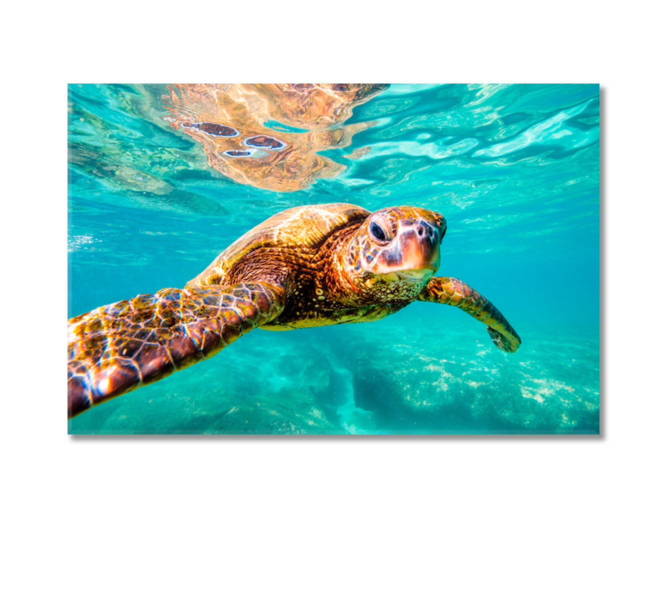 Hawaiian Sea Turtle Underwater Canvas Print-Canvas Print-CetArt-1 Panel-24x16 inches-CetArt