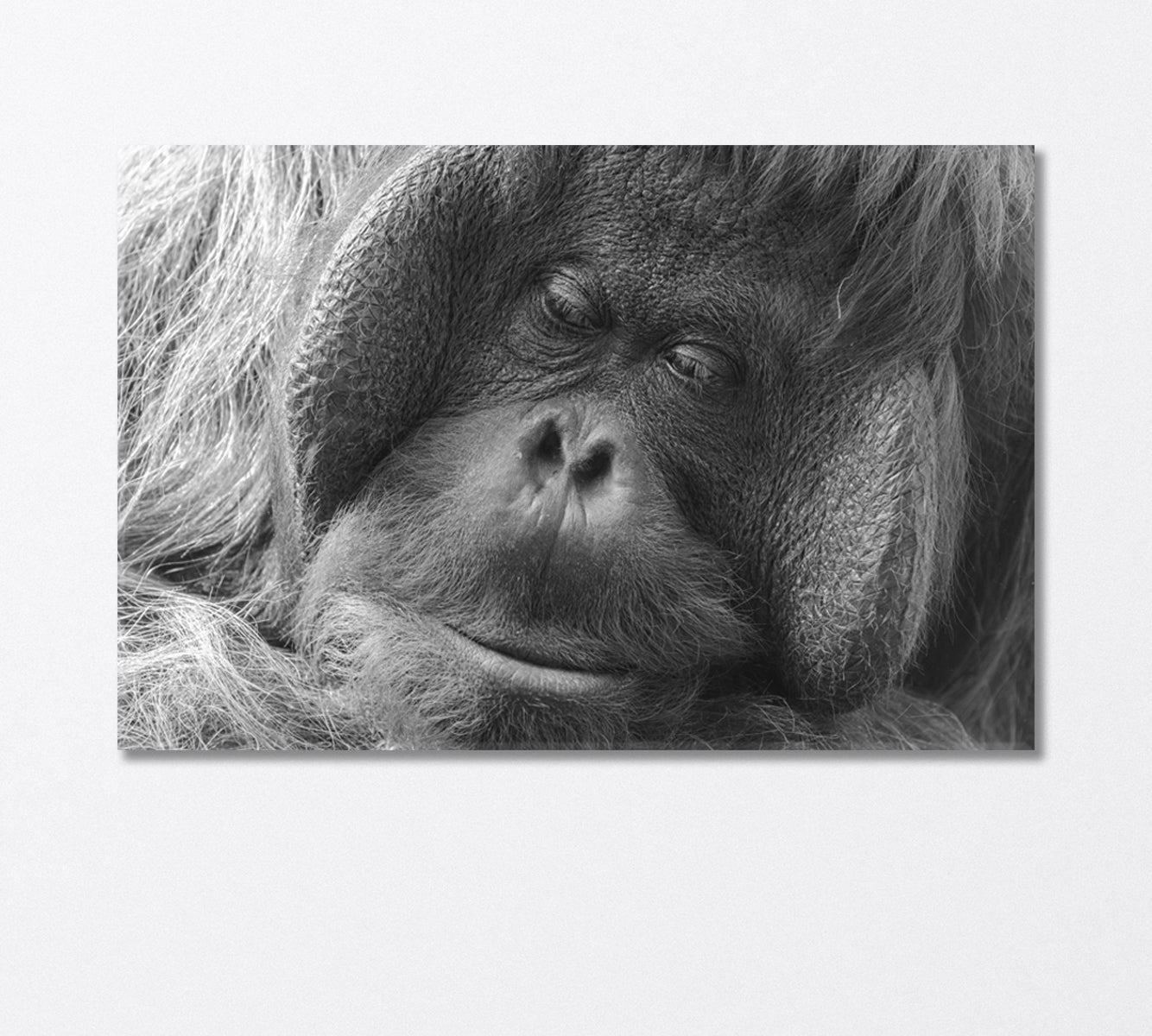 Orangutan in Black and White Canvas Print-Canvas Print-CetArt-1 Panel-24x16 inches-CetArt