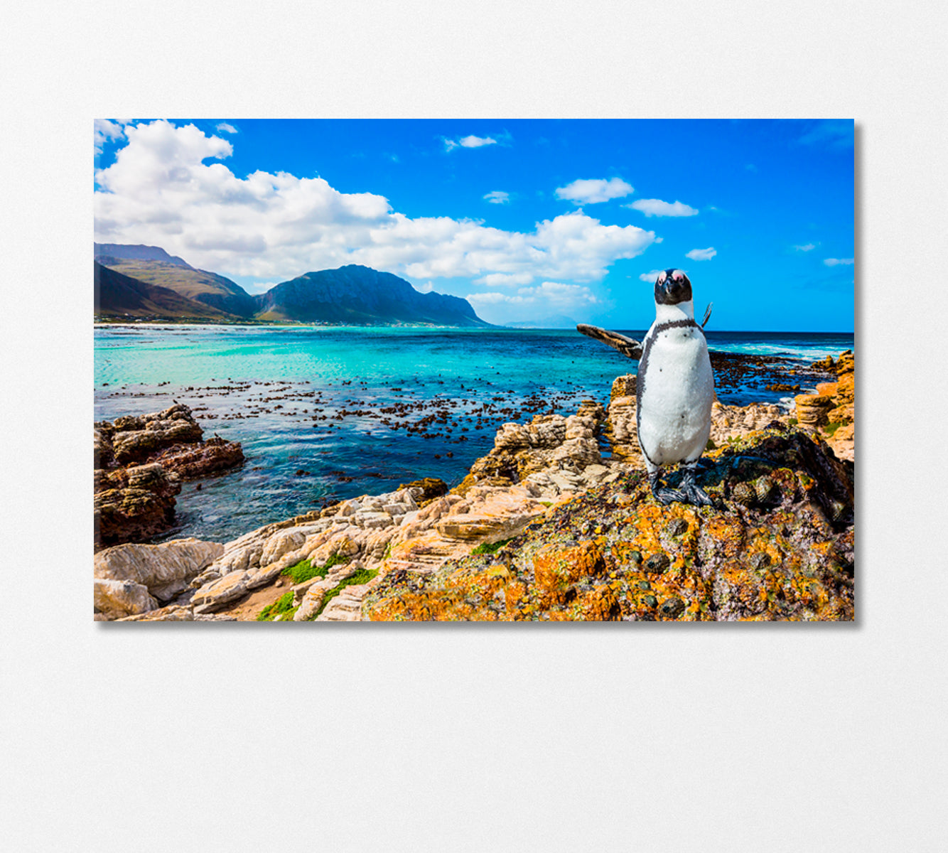 Penguin on Atlantic Ocean Beach Canvas Print-Canvas Print-CetArt-1 Panel-24x16 inches-CetArt