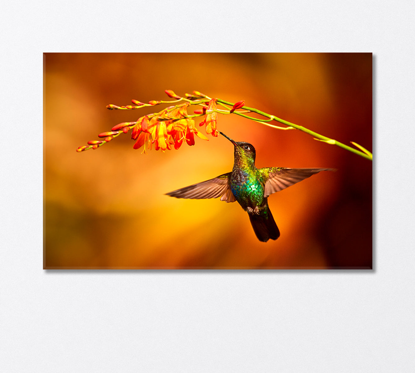 Hummingbird Collecting Nectar Canvas Print-Canvas Print-CetArt-1 Panel-24x16 inches-CetArt