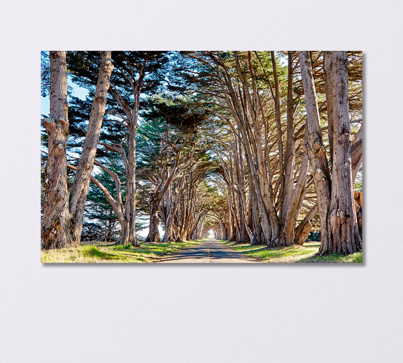 Tree Tunnel at California USA Canvas Print-Canvas Print-CetArt-1 Panel-24x16 inches-CetArt