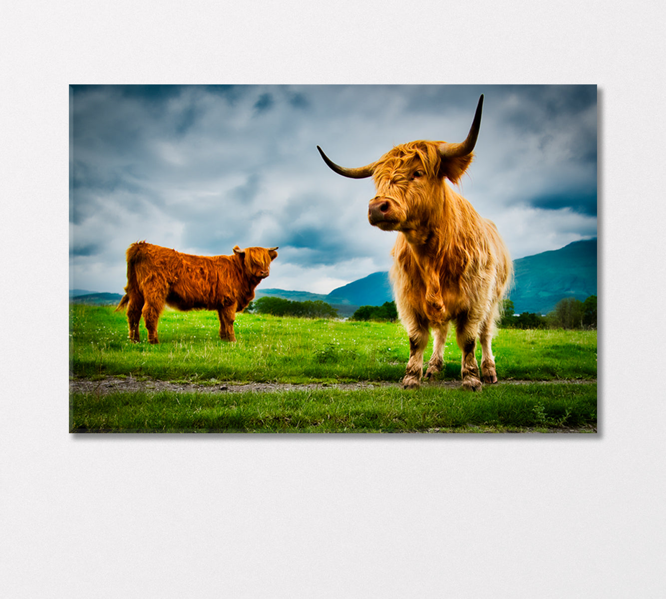 Highland Cows Canvas Print-Canvas Print-CetArt-1 Panel-24x16 inches-CetArt