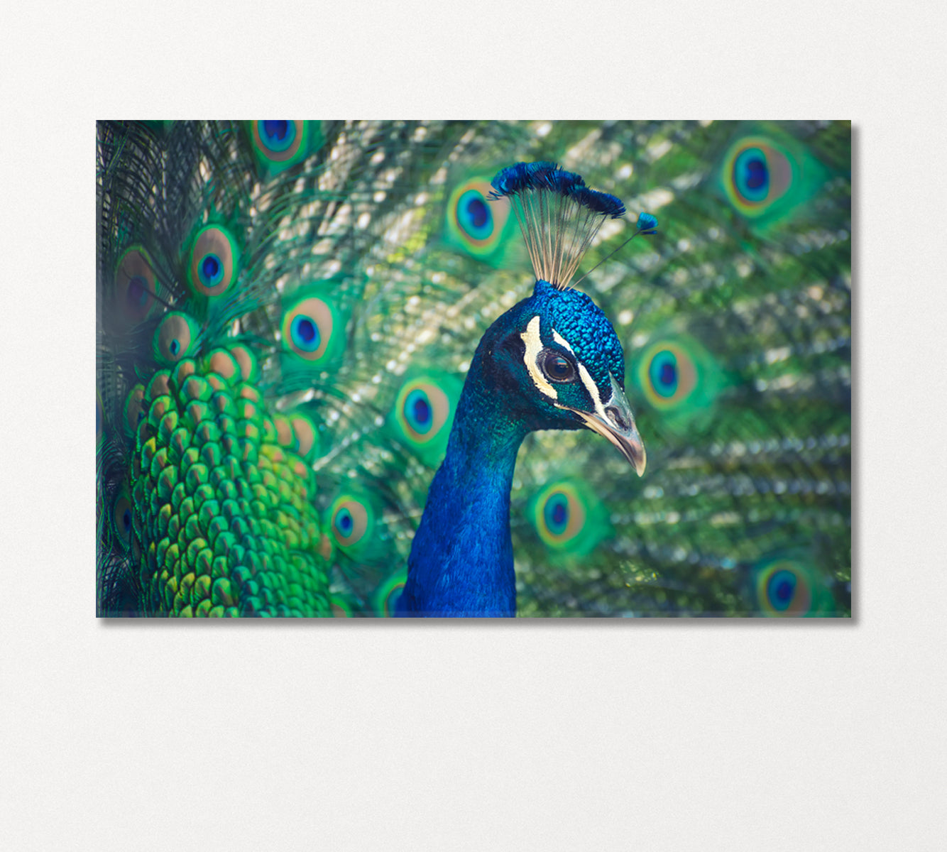 Peacock Canvas Print-Canvas Print-CetArt-1 Panel-24x16 inches-CetArt