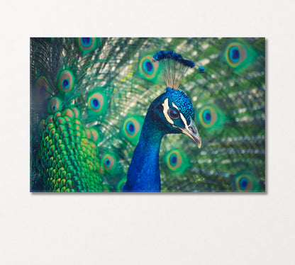 Peacock Canvas Print-Canvas Print-CetArt-1 Panel-24x16 inches-CetArt