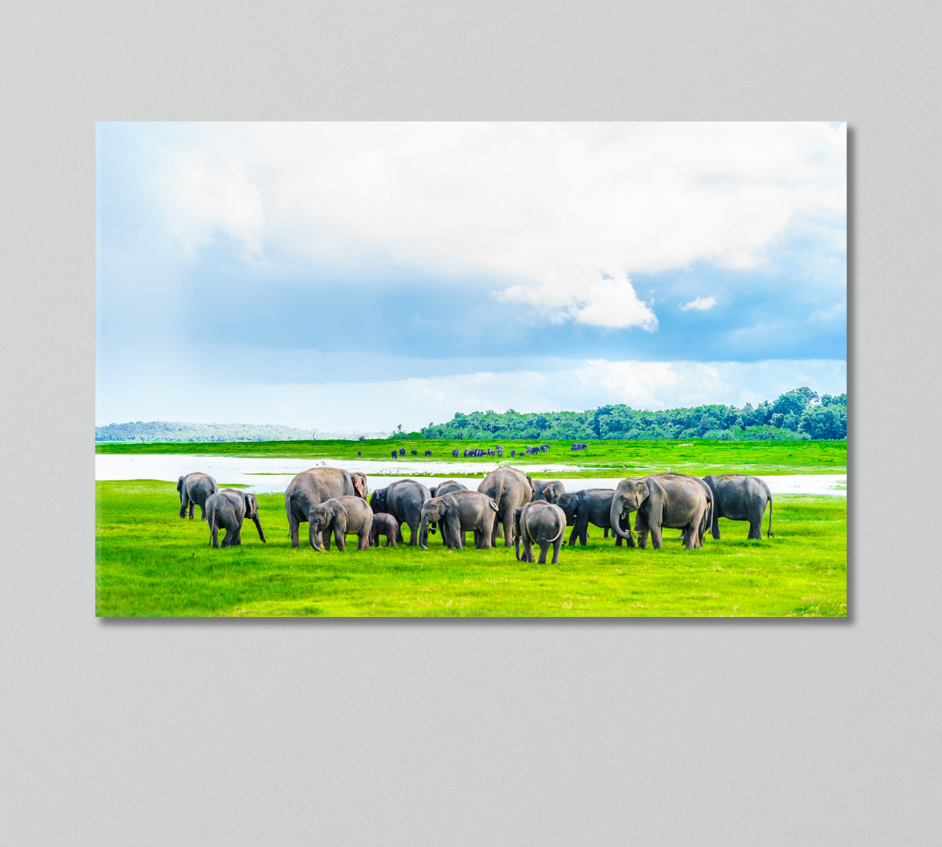 Herd of Elephants in Kaudulla National Park Sri Lanka Canvas Print-Canvas Print-CetArt-1 Panel-24x16 inches-CetArt