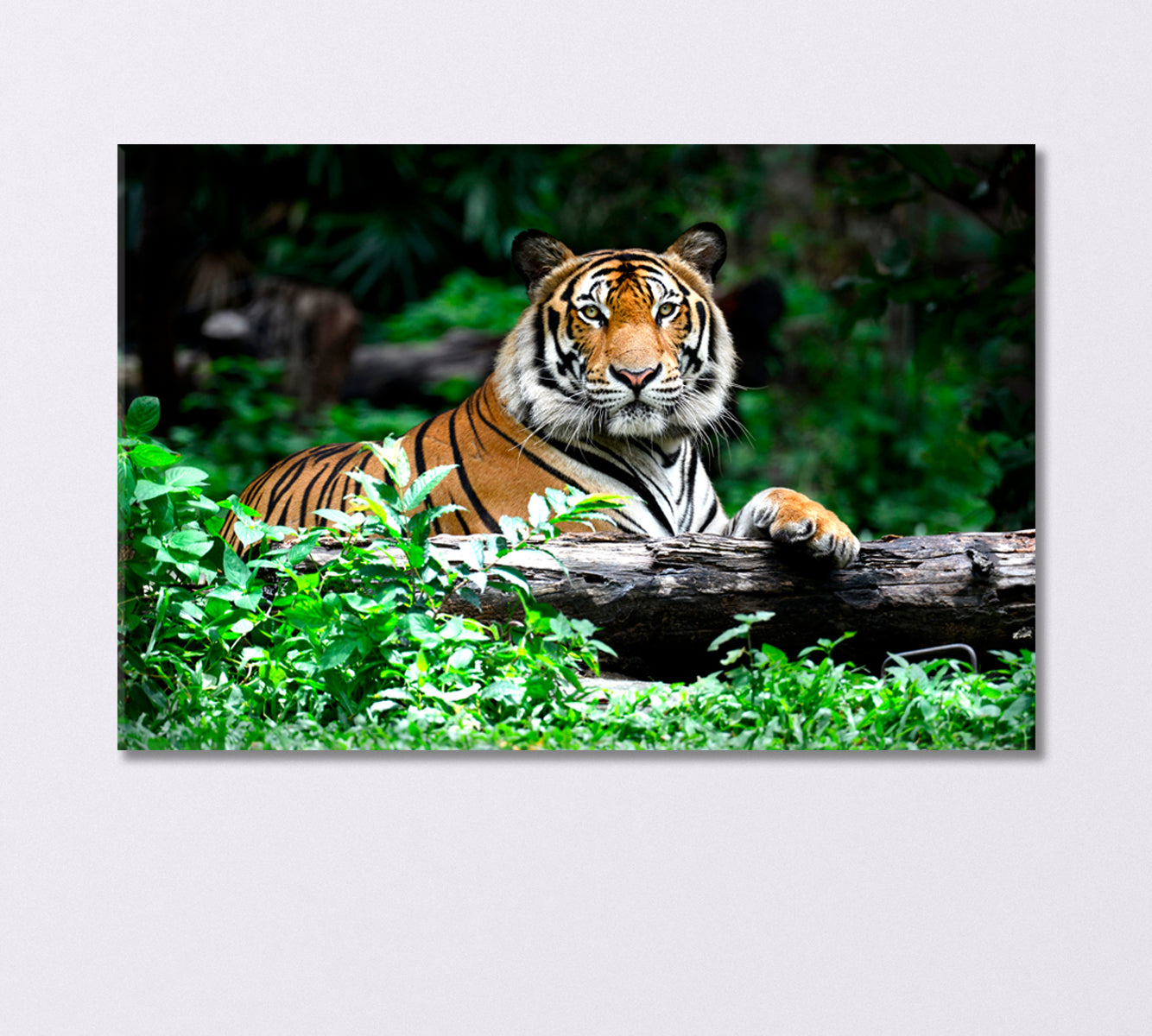 Bengal Tiger Resting in the Forest Canvas Print-Canvas Print-CetArt-1 Panel-24x16 inches-CetArt