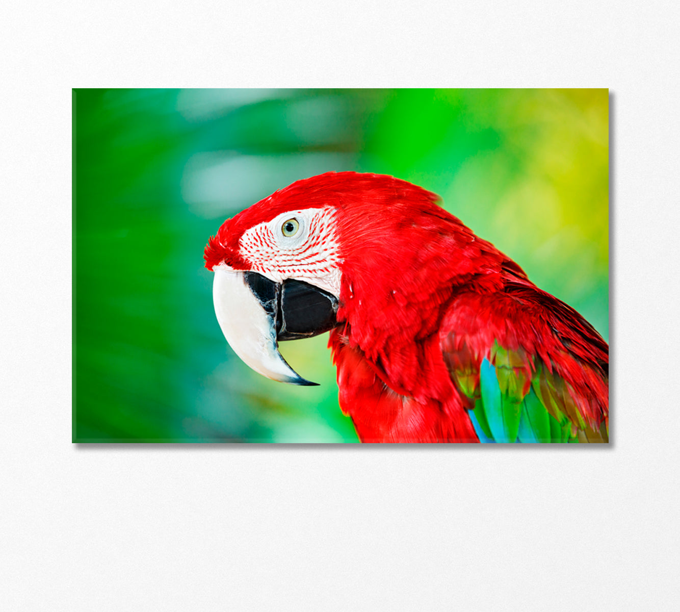 Red Exotic Parrot Macaw Canvas Print-Canvas Print-CetArt-1 Panel-24x16 inches-CetArt