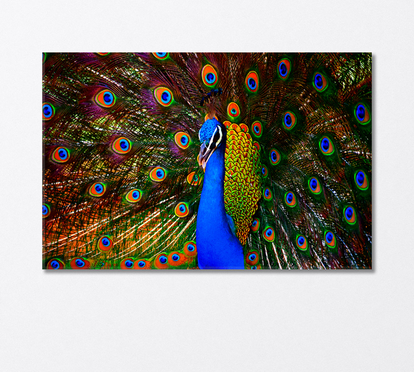 Colorful Dancing Peacock Canvas Print-Canvas Print-CetArt-1 Panel-24x16 inches-CetArt