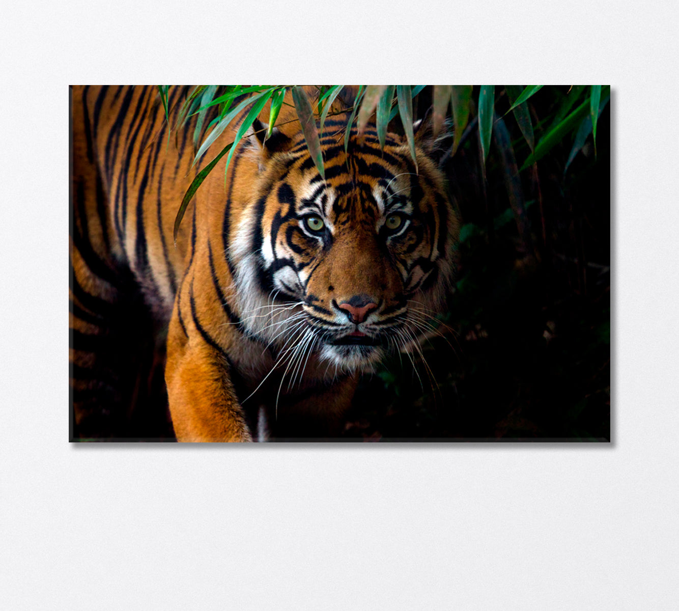 Sumatran Tiger on the Prowl Canvas Print-Canvas Print-CetArt-1 Panel-24x16 inches-CetArt