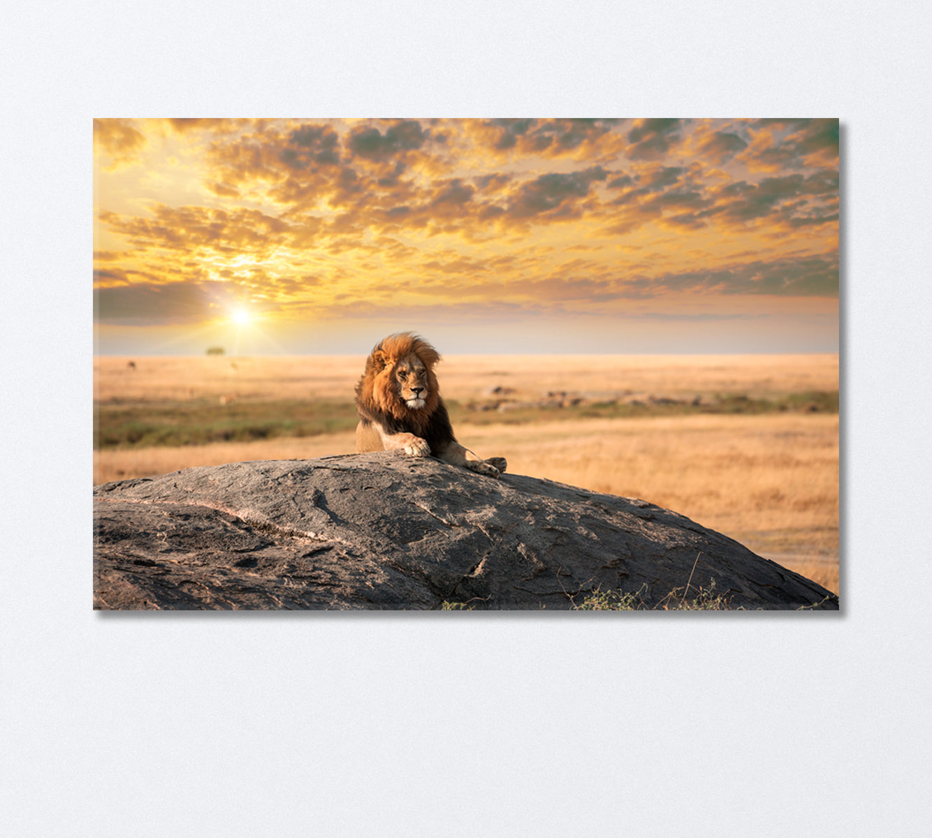 Lion King Resting on Rock Canvas Print-Canvas Print-CetArt-1 Panel-24x16 inches-CetArt