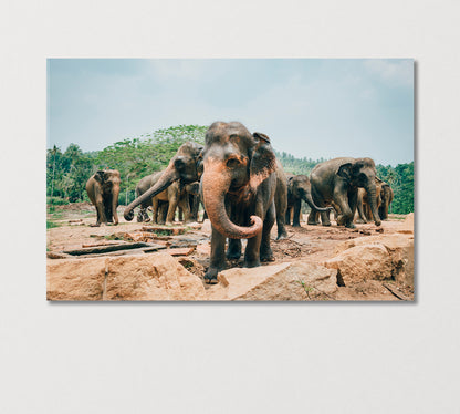 Sri Lankan Elephants Canvas Print-Canvas Print-CetArt-1 Panel-24x16 inches-CetArt