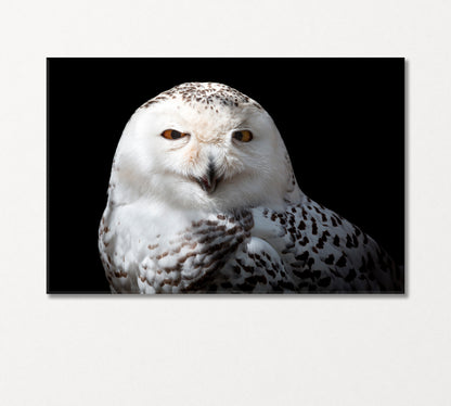 Snowy Owl Canvas Print-CetArt-1 Panel-24x16 inches-CetArt