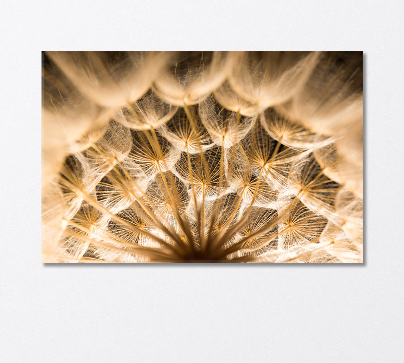 Dandelion Close Up Canvas Print-Canvas Print-CetArt-1 Panel-24x16 inches-CetArt