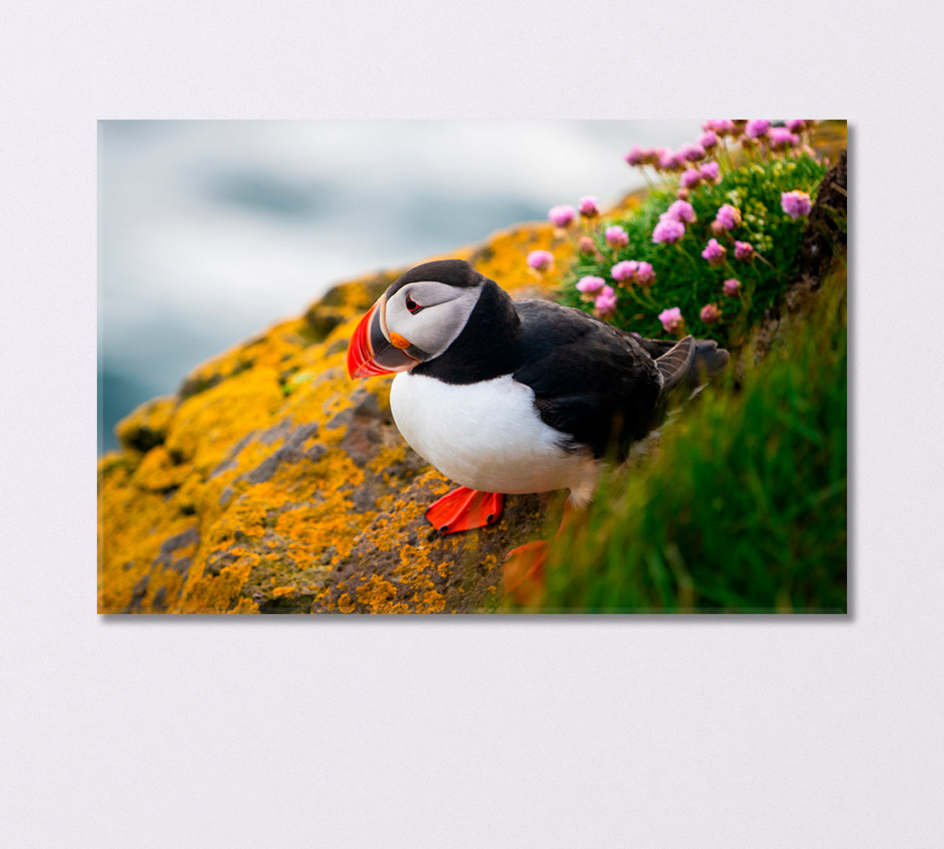 Puffin Seabird Canvas Print-Canvas Print-CetArt-1 Panel-24x16 inches-CetArt