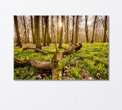 Forest with an Old Tree Trunk Canvas Print-Canvas Print-CetArt-1 Panel-24x16 inches-CetArt