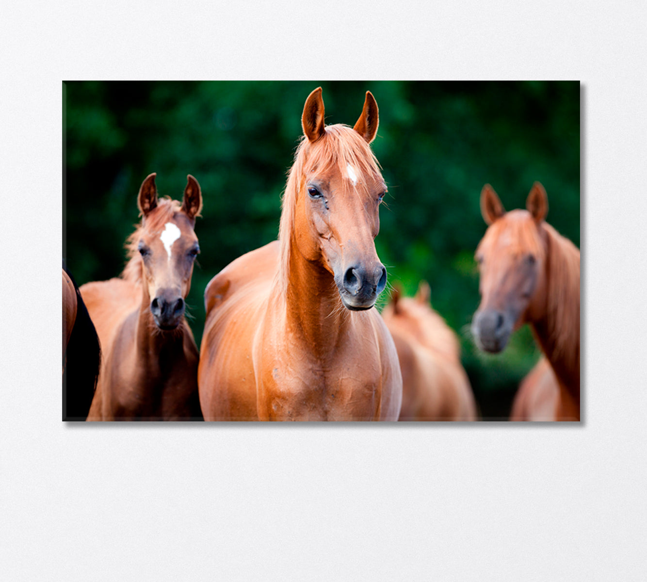 Herd of Arabian Horses Canvas Print-Canvas Print-CetArt-1 Panel-24x16 inches-CetArt