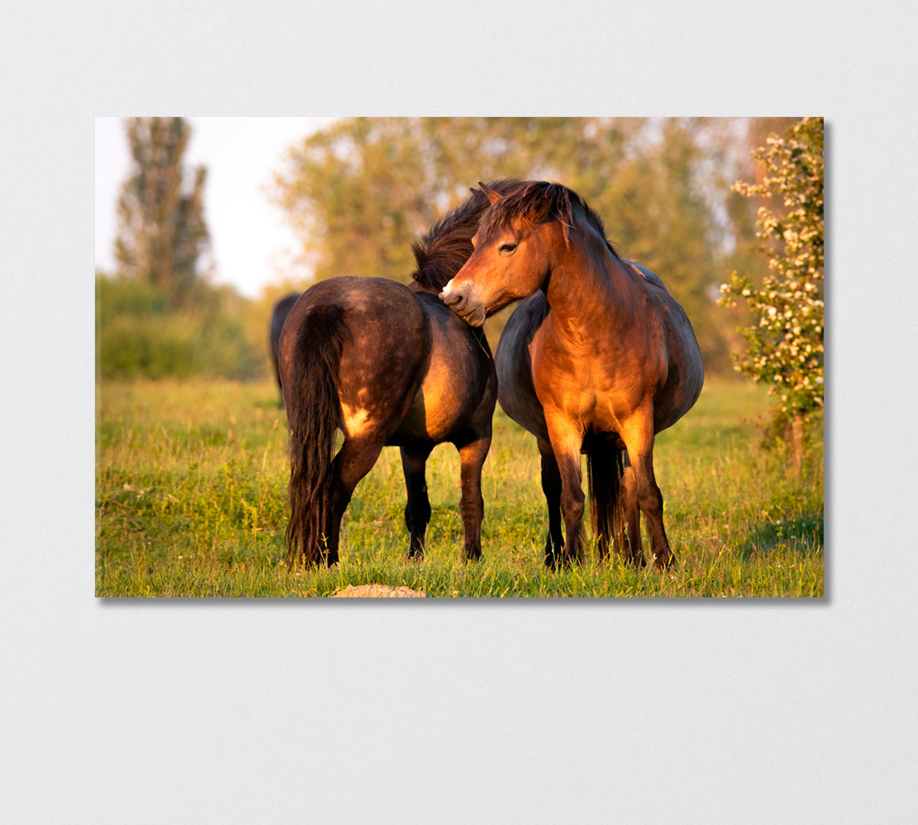 Pair of Exmoor Ponies Canvas Print-Canvas Print-CetArt-1 Panel-24x16 inches-CetArt