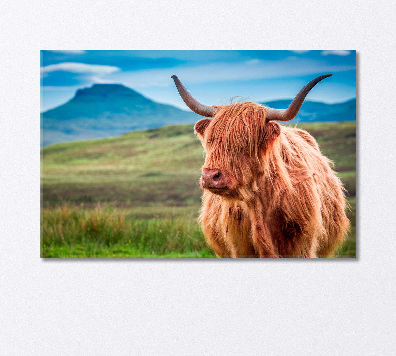 Fluffy Highland Cow Canvas Print-Canvas Print-CetArt-1 Panel-24x16 inches-CetArt