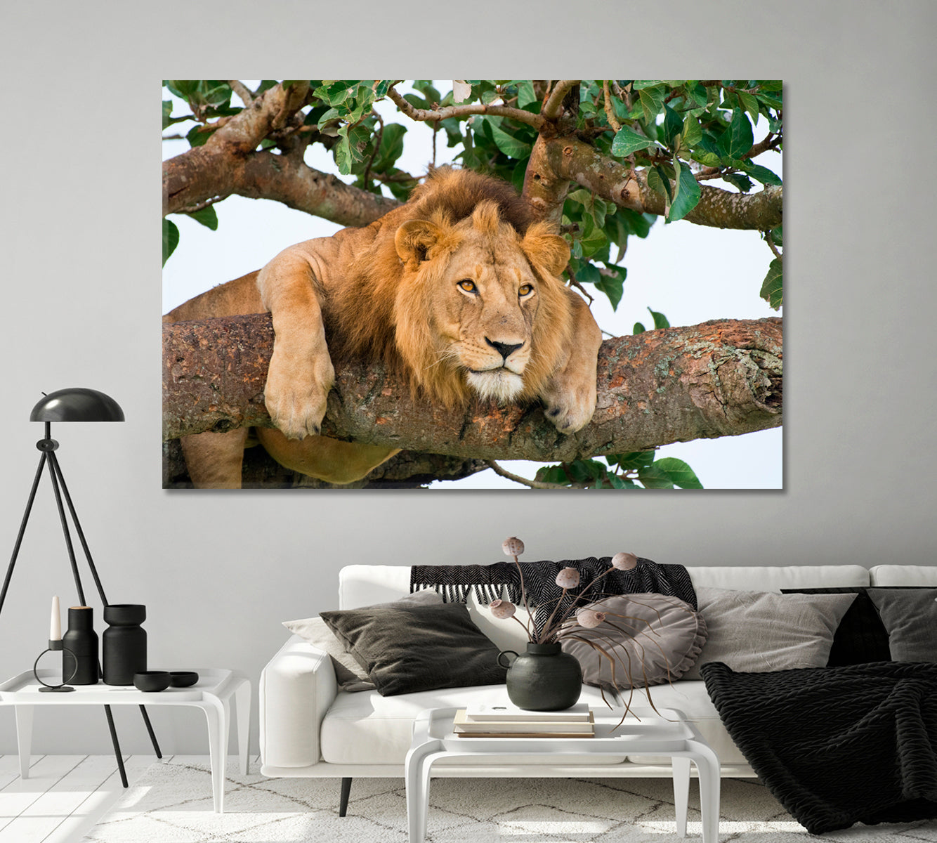 Lion Resting on a Tree in Uganda National Park Canvas Print-Canvas Print-CetArt-1 Panel-24x16 inches-CetArt