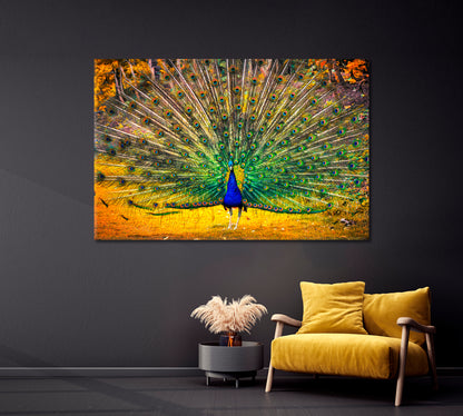 Blue Peacock with Open Tail Canvas Print-Canvas Print-CetArt-1 Panel-24x16 inches-CetArt