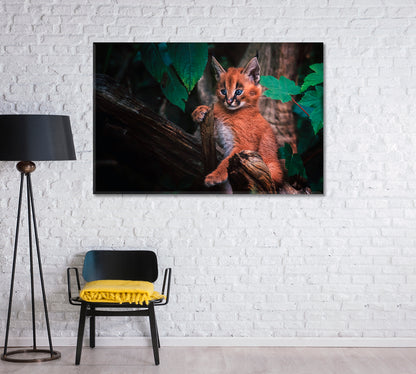 Cute Baby Caracal Canvas Print-Canvas Print-CetArt-1 Panel-24x16 inches-CetArt