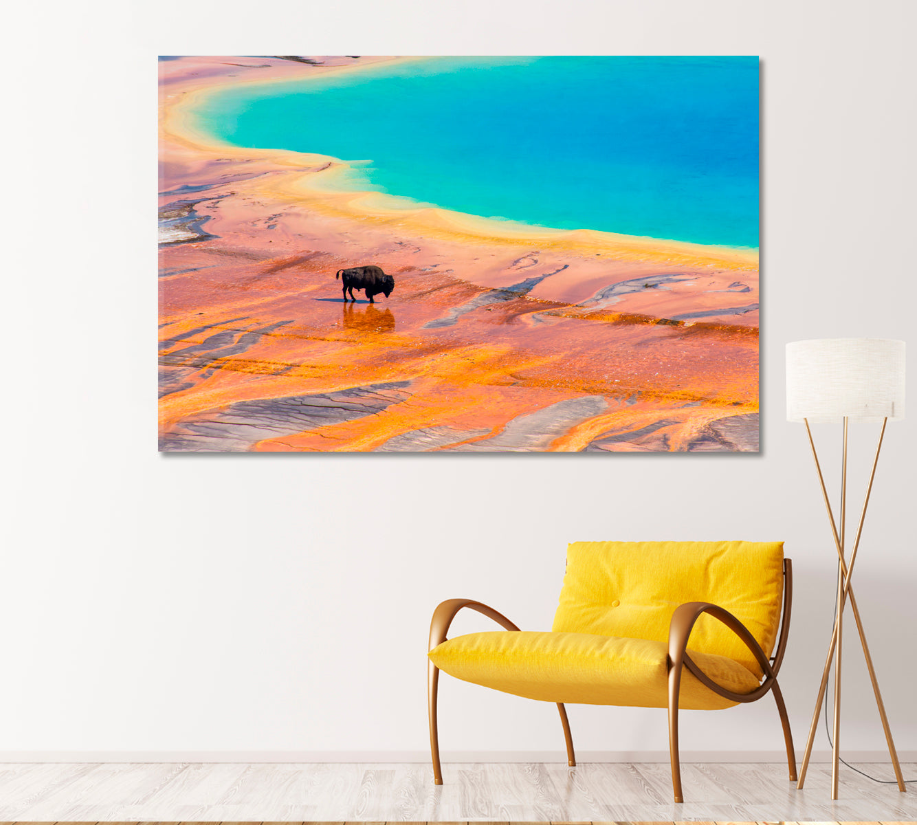 Bison at Grand Prismatic Spring Canvas Print-Canvas Print-CetArt-1 Panel-24x16 inches-CetArt