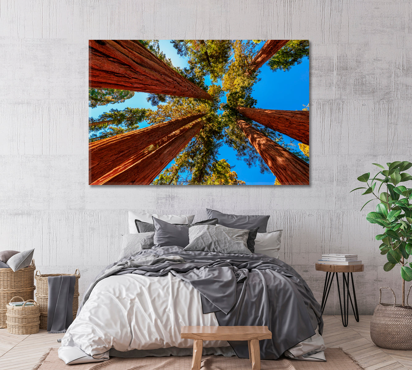 Tall Sequoia Trees Canvas Print-Canvas Print-CetArt-1 Panel-24x16 inches-CetArt