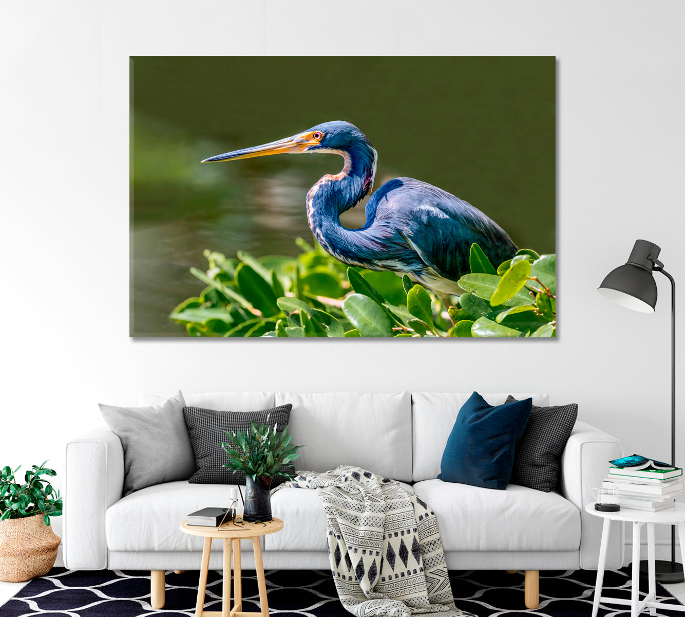 Tricolored Heron Canvas Print-Canvas Print-CetArt-1 Panel-24x16 inches-CetArt