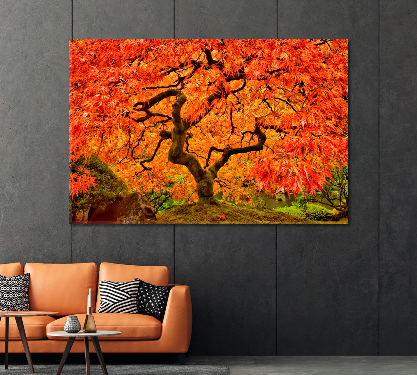 Japanese Maple in Autumn Canvas Print-Canvas Print-CetArt-1 Panel-24x16 inches-CetArt