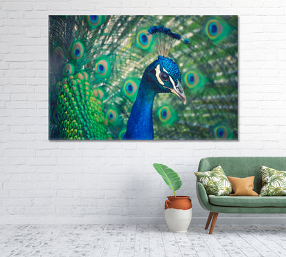 Peacock Canvas Print-Canvas Print-CetArt-1 Panel-24x16 inches-CetArt