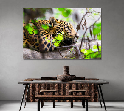 Daydreaming Jaguar South Africa Canvas Print-Canvas Print-CetArt-1 Panel-24x16 inches-CetArt