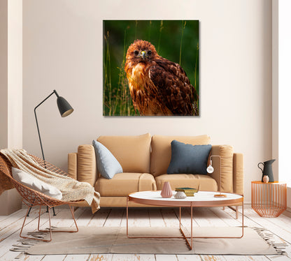 Red-tailed Hawk Canvas Print-Canvas Print-CetArt-1 panel-12x12 inches-CetArt