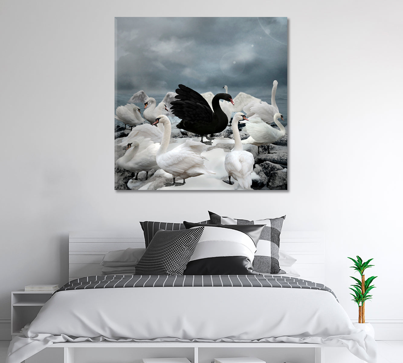 Single Black Swan among White Swans Canvas Print-Canvas Print-CetArt-1 panel-12x12 inches-CetArt