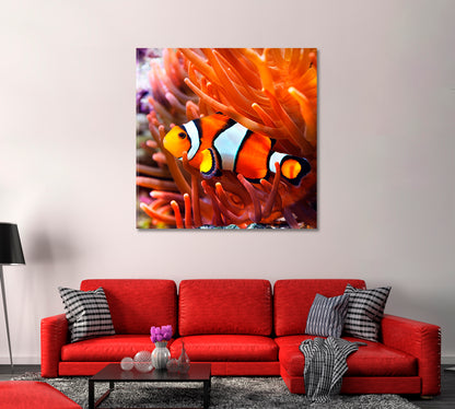 Clownfish in Anemone Canvas Print-Canvas Print-CetArt-1 panel-12x12 inches-CetArt