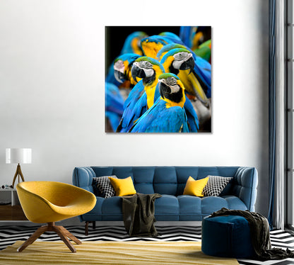 Blue and Gold Macaw Parrot Canvas Print-Canvas Print-CetArt-1 panel-12x12 inches-CetArt