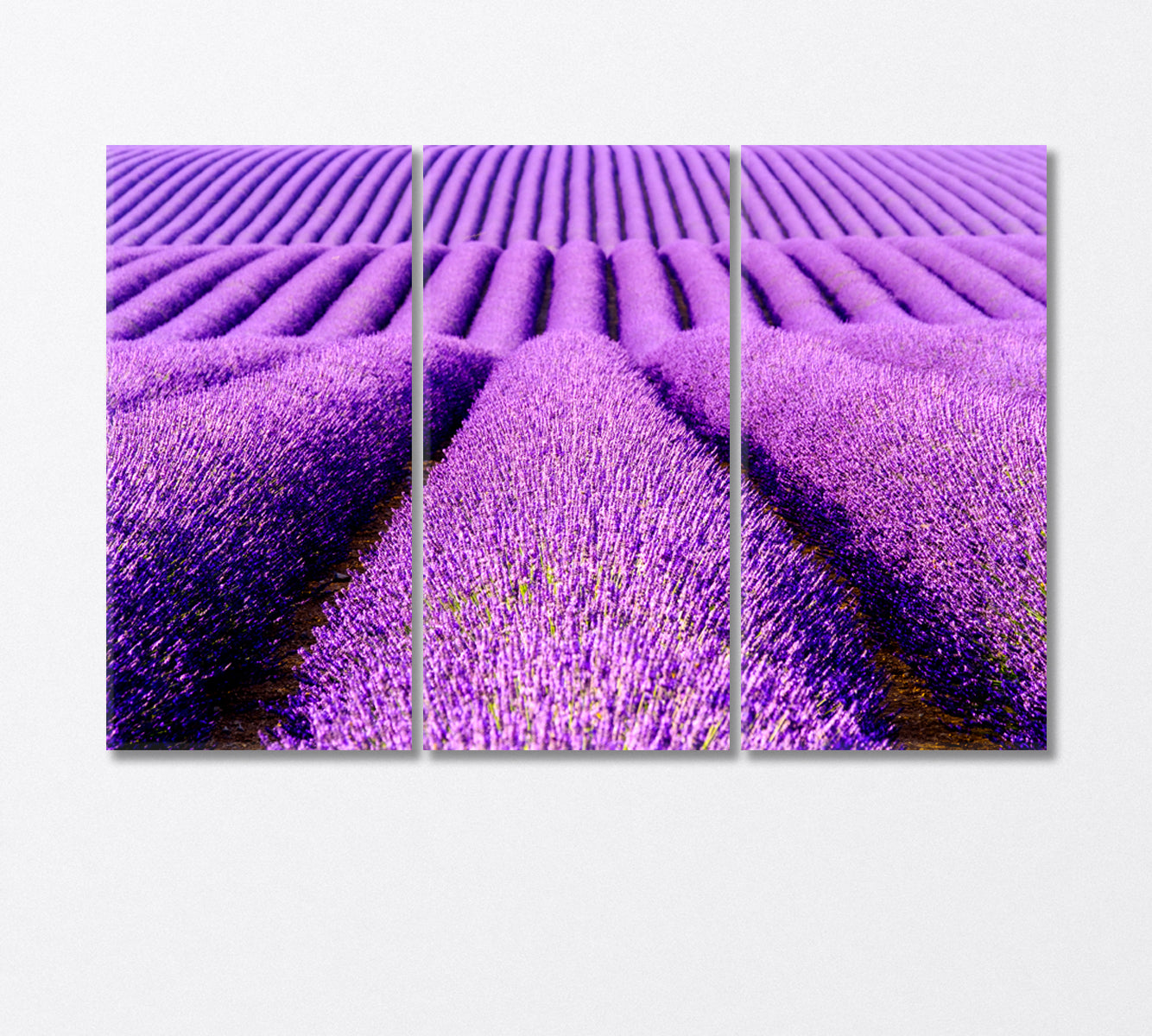 Endless Lavender Field Provence France Canvas Print-Canvas Print-CetArt-3 Panels-36x24 inches-CetArt