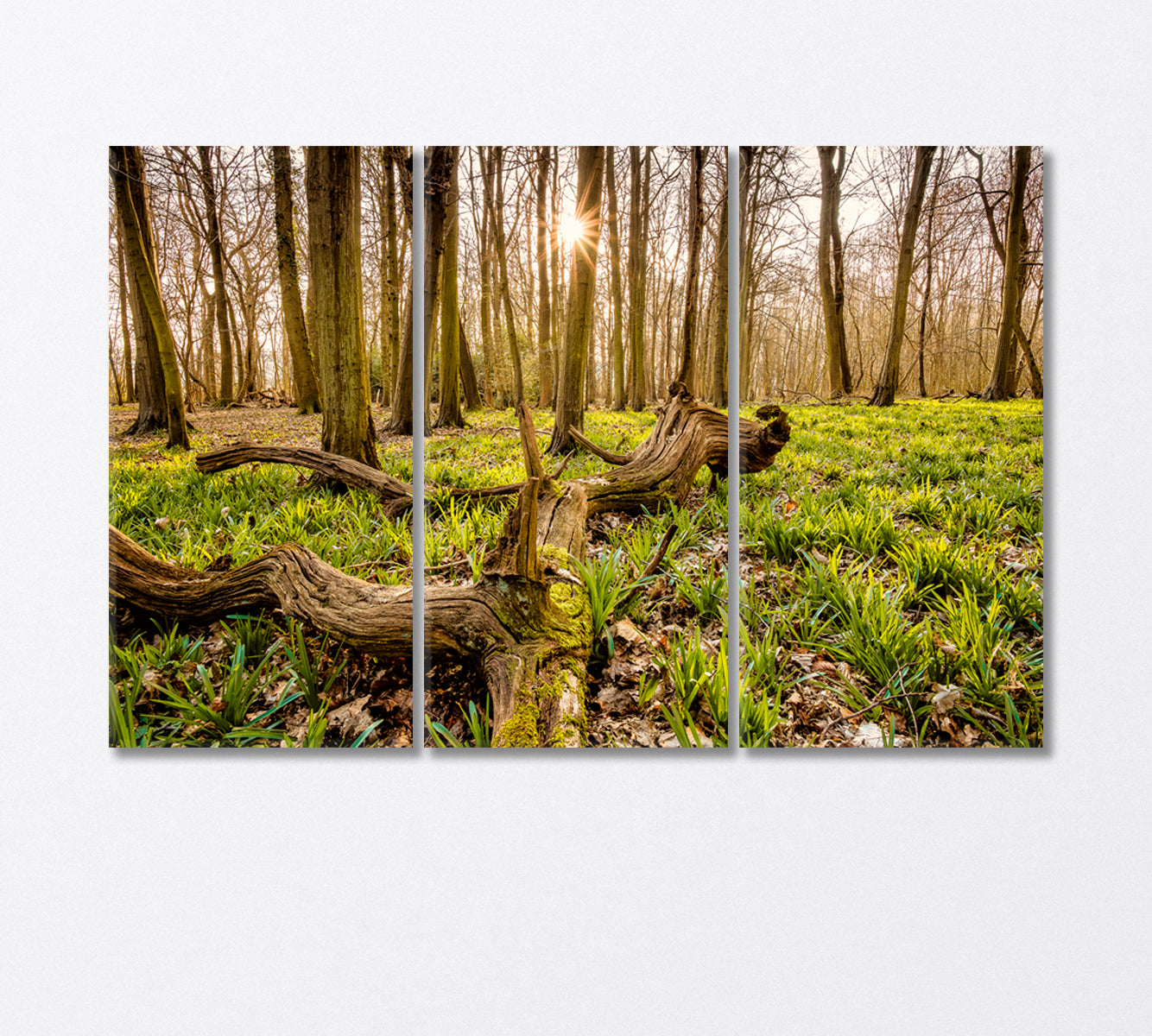 Forest with an Old Tree Trunk Canvas Print-Canvas Print-CetArt-3 Panels-36x24 inches-CetArt