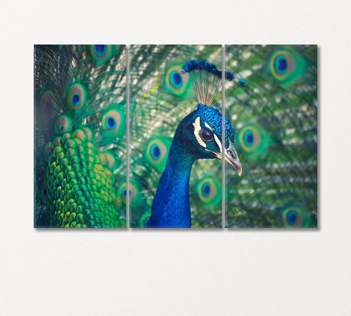 Peacock Canvas Print-Canvas Print-CetArt-3 Panels-36x24 inches-CetArt