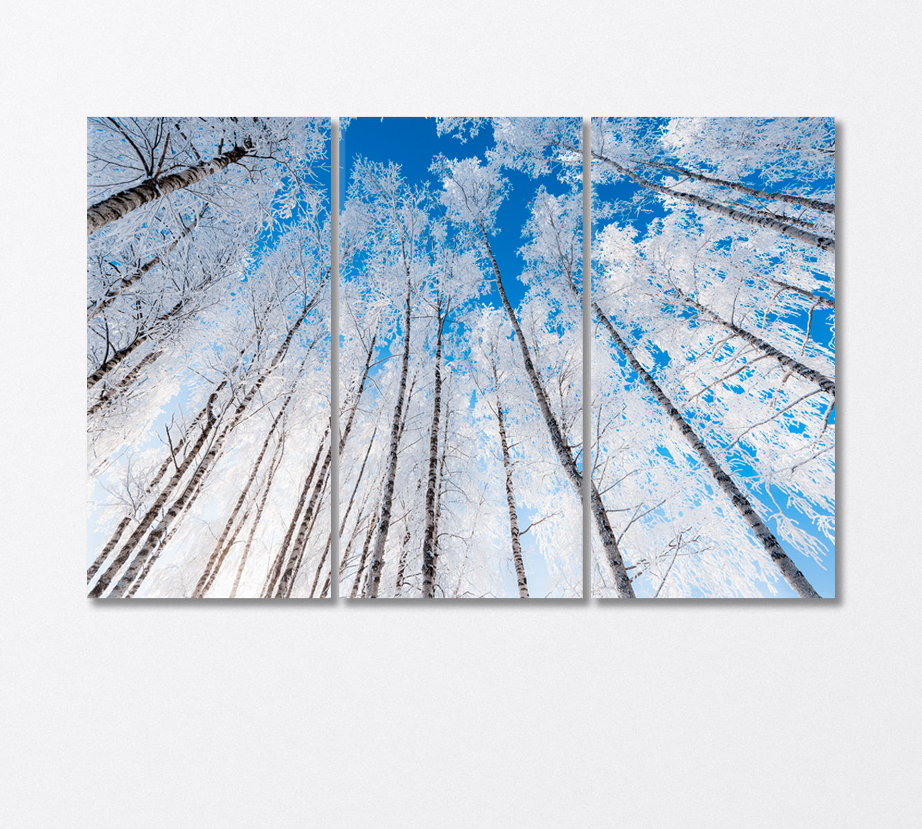 Snow Covered Birch Trees and Clear Blue Sky Canvas Print-Canvas Print-CetArt-3 Panels-36x24 inches-CetArt